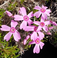 Phlox subulata 'Marjorie'